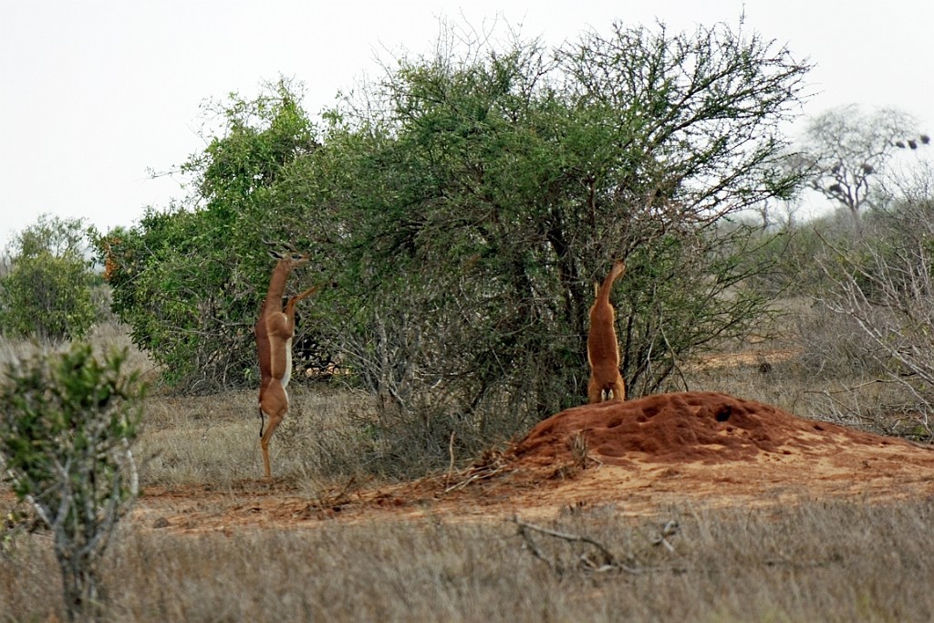 Kenia (436).jpg
